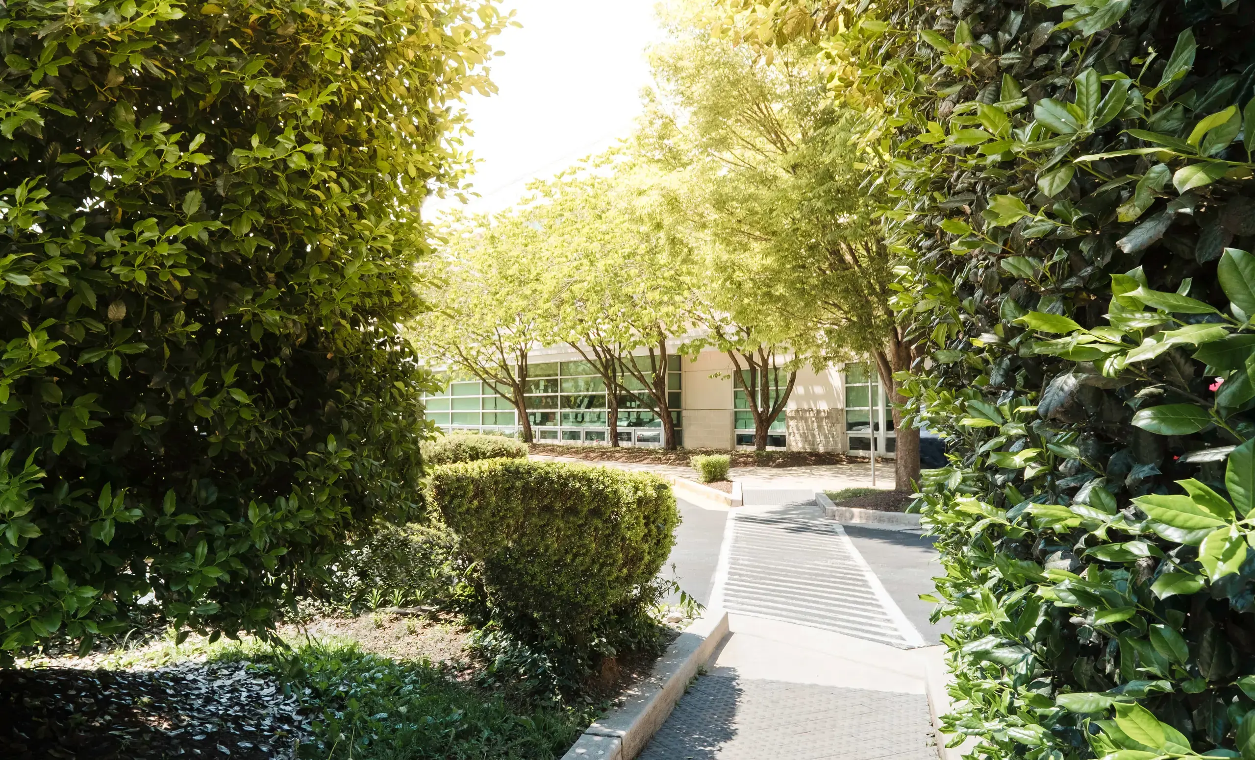 Pathway with hedgerow leading to a school building