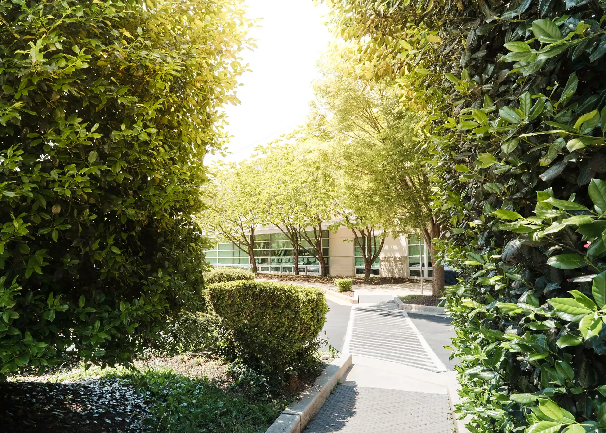 building in the sun surrounded by leaves